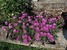 Table Mountain Ice Plant Seeds (Delosperma cooperi) for low-maintenance growing in the rock gardens and borders