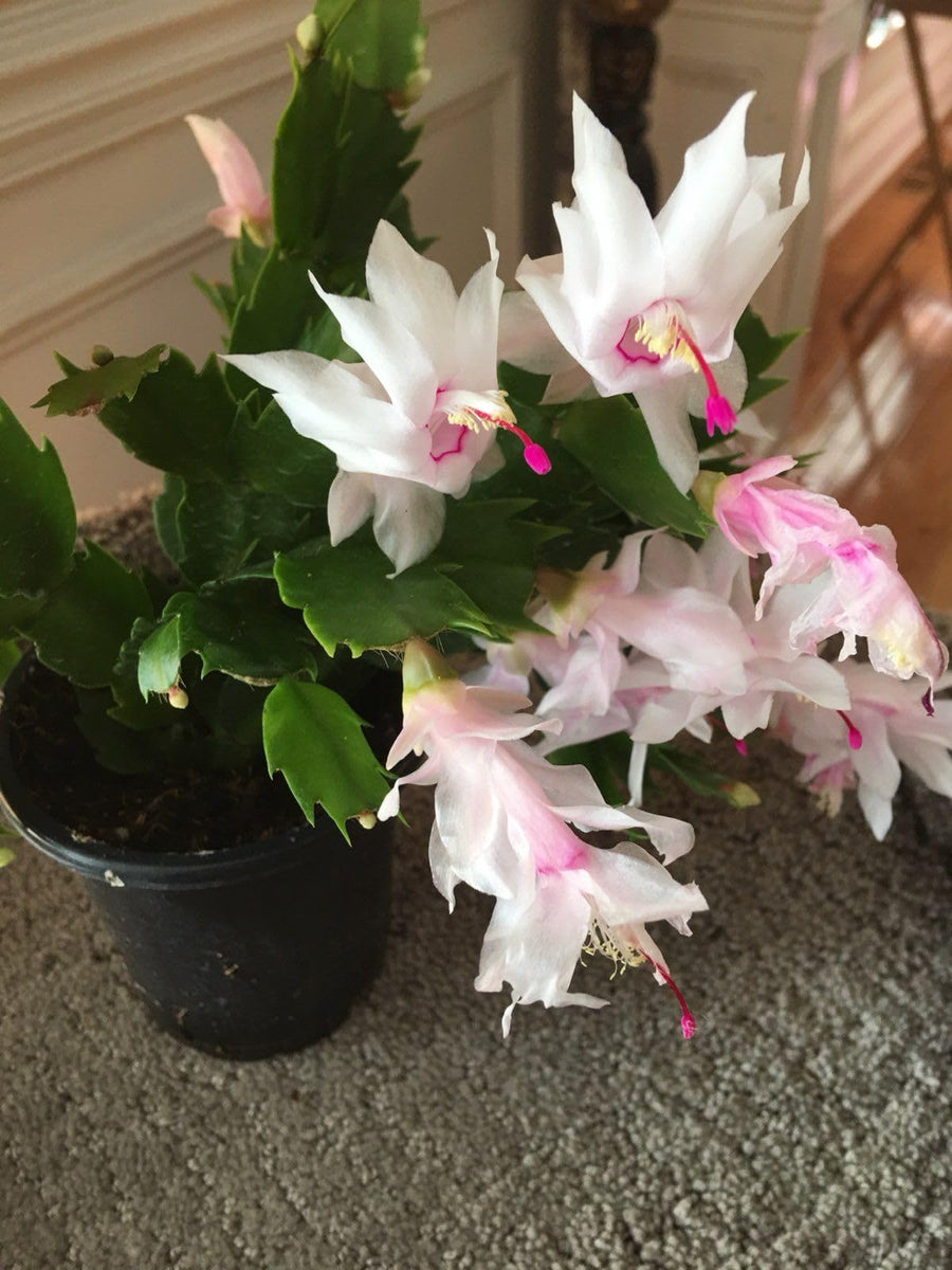 White - Pink for planting in home garden