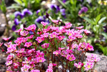 Saxifraga Highlander Rose Shades Seeds for seasonal color across the Rock Garden Borders