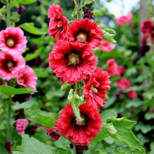 Hollyhock Seeds (Alcea rosea) for growers filling out the backyard gardens and flower fences