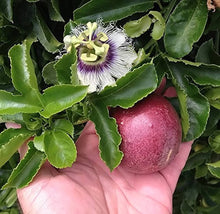 Passion Seeds grown for combo Shipping