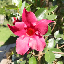 Climbing Mandevilla Sanderi Seeds for fast cover along a fence or wall
