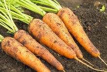 Danvers Carrot Seeds for growers stocking a kitchen garden