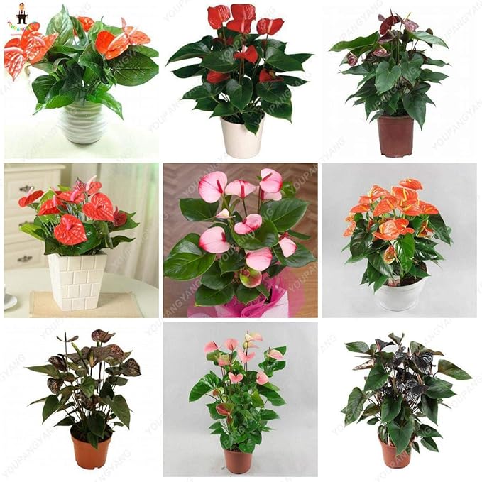 Anthurium Andraeanum Rare Potted Flower - for planting in home garden