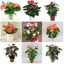 Anthurium Andraeanum Rare Potted Flower - for planting in home garden