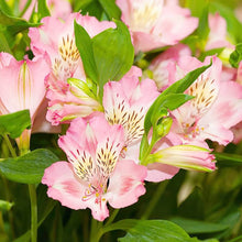 Peruvian Lily Alstroemeria Seeds for a colorful addition to any planting