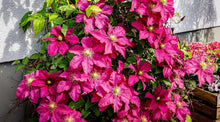 Clematis Seeds (Viticella trellis) for colorful blooms in the Clematis garden vertical space