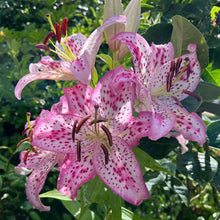 Lilium Brownii Seeds for long-term planting in the yard