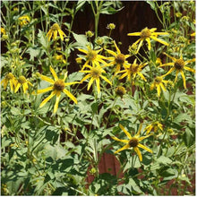 Golden Glow Seeds (Rudbeckia laciniata) for a bright addition to the native wildflower garden