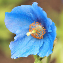 Meconopsis Seeds (Meconopsis spp.) for a lasting display in the flower beds and cottage gardens