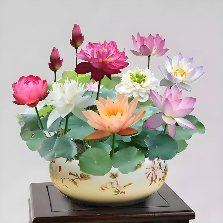 Bonsai Dudleya fairy cups seeds with rare succulent species