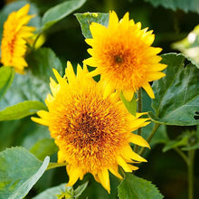 Sunflower Seeds (Helianthus annuus) for a lasting display in the home garden or open backyard space