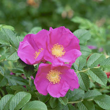 Red Rugosa Rose Seeds prized for fragrant, Hardy Rose Bushes