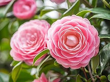 Camellia Japonica Seeds (Camellia japonica) for seasonal color across the Garden