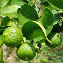 Kaffir Lime Seeds (Citrus hystrix) for growers wanting a homegrown harvest