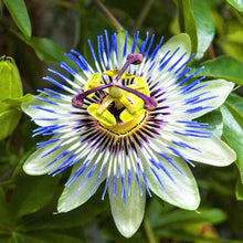 Passion Flower Passiflora edulis flower seeds for planting in vertical garden and trellises - for planting in home garden