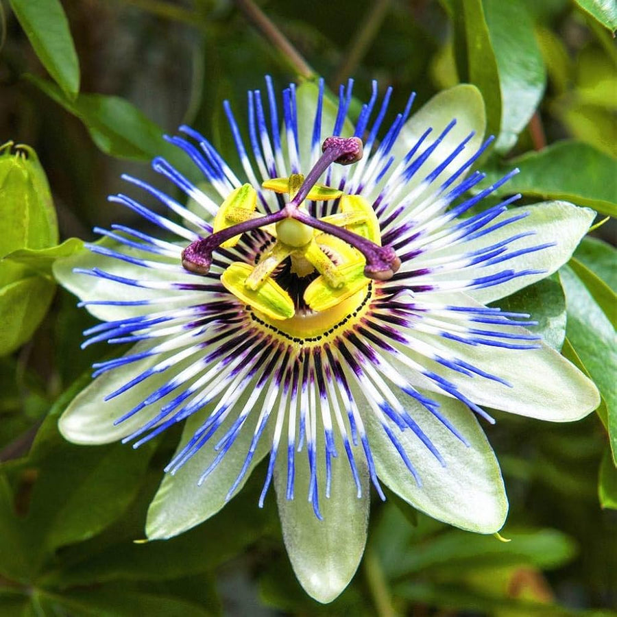 Blue Passion Vine Seeds for garden and decorative planting
