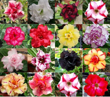 Desert Rose Adenium Obesum Seeds for growers establishing the Decorative Pots
