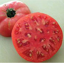 Brandywine - Sudduth for planting in home garden