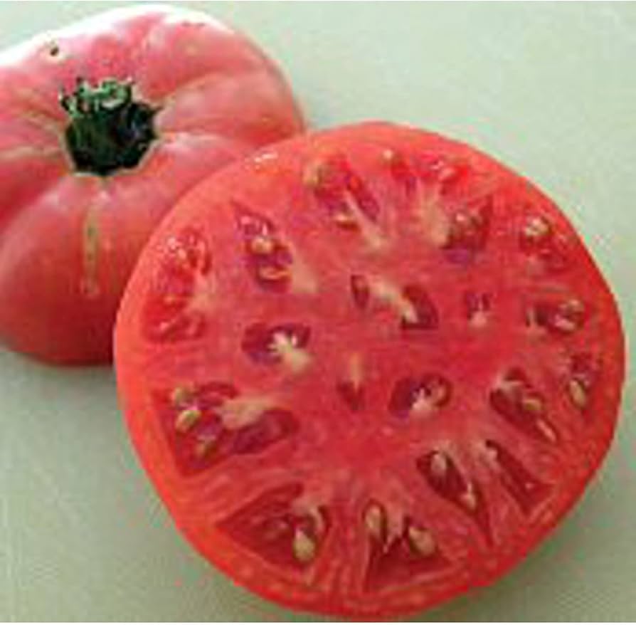 Brandywine - Sudduth for planting in home garden