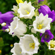 Campanula Seeds (Campanula medium) grown for backyard gardening