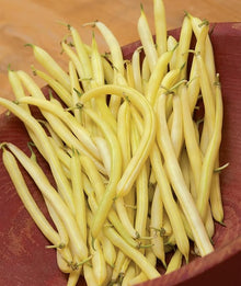 Golden Wax Bean Seeds for growers stocking the Vegetable Gardens