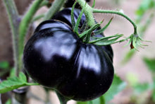 Tomato Seeds for productive rows in the Black Garden
