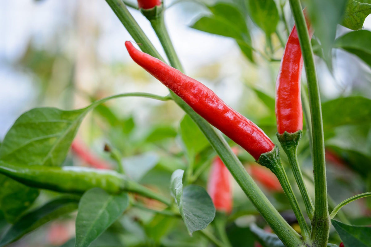 Kashmiri Chili Pepper Seeds (Capsicum annuum) for growers stocking the Spicy Indian Kitchen Garden Planting