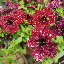 Petunia Tree Seeds (Petunia spp.) for a lasting addition to the Flower Bed & Urban Garden
