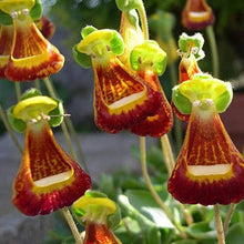 Light Purple Pink Calceolaria Seeds for a lasting addition to the landscape