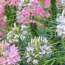 Cleome Spider Seeds (Cleome hassleriana) for a lasting display in the Flower Bed & Garden