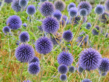 Globe Thistle Seeds (Echinops ritro) for growers filling out the home garden flower border