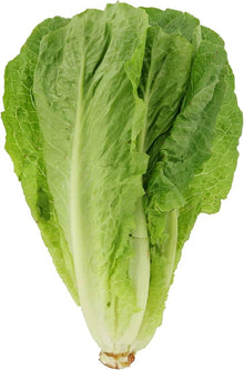 Lettuce Romaine Parris Island Seeds for productive rows in the Organic Garden, Salad Greens