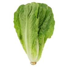 Romaine Lettuce Seeds for growers stocking the Fresh Garden Harvest