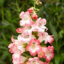 Penstemon Flagstaff Red & White Seeds for a lasting display in the Bold Garden Borders