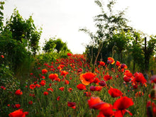 Wahpe Washtemna Native Wildflower Perennial Seeds for growers seeking a long-blooming display