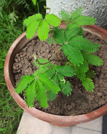 Bashfulgrass Seeds (Mimosa pudica) for seasonal color across the sensory garden and indoor pot planting