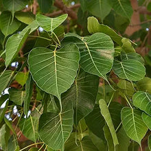 Ficus Religiosa Plant Seeds (Ficus religiosa) for a lasting display in the Home Flower Bed