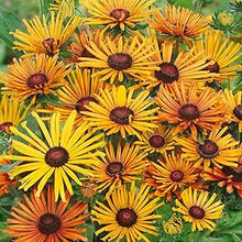 Chim Chiminee Rudbeckia Seeds for a colorful addition to any planting
