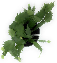 Red Schlumbergera Zygocactus Truncatus Perennial Seeds for a colorful addition to any planting