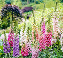 Foxglove Seeds (Digitalis purpurea) for a lasting display in the Flower Woodland Garden