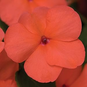 Impatiens Garden Balsam Multicolor Potted Flower - for planting in home garden