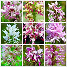 Mann Orchid Cymbidium spp. for planting in flower bed