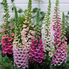 Foxglove Seeds (Digitalis purpurea) for a bright addition to the flower beds and cottage gardens