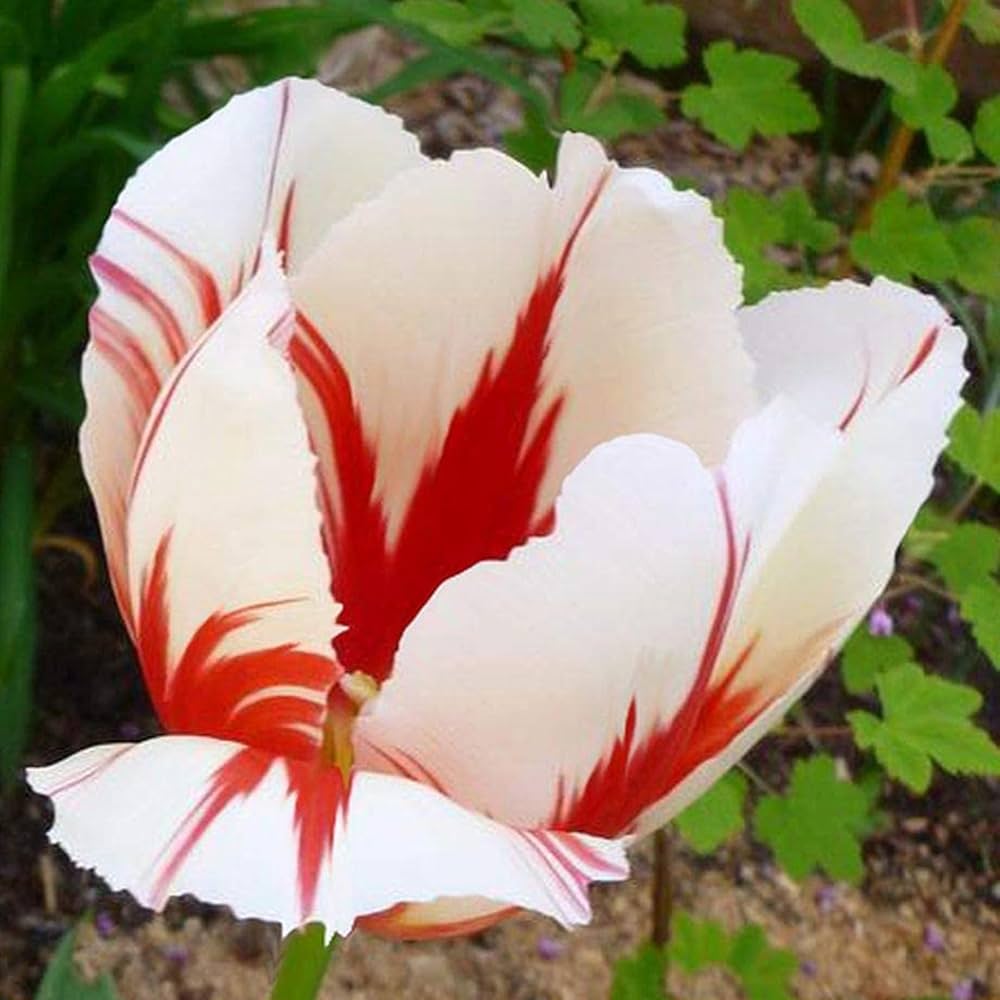Double tulip flower Tulipa spp. seeds for planting in home garden or balcony flower beds