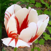 Double tulip flower Tulipa spp. seeds for planting in home garden or balcony flower beds