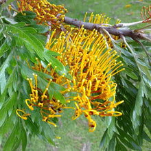 Rare Colorful Grevillea Seeds for growers seeking a long-blooming display