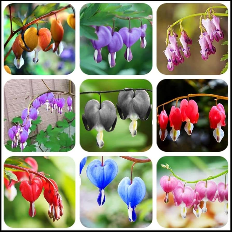 Bicuculline - Dicentra for planting in home garden