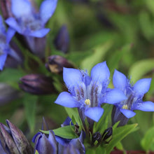 Largeleaf Gentian Blue Seeds known for stunning Blue Flowers