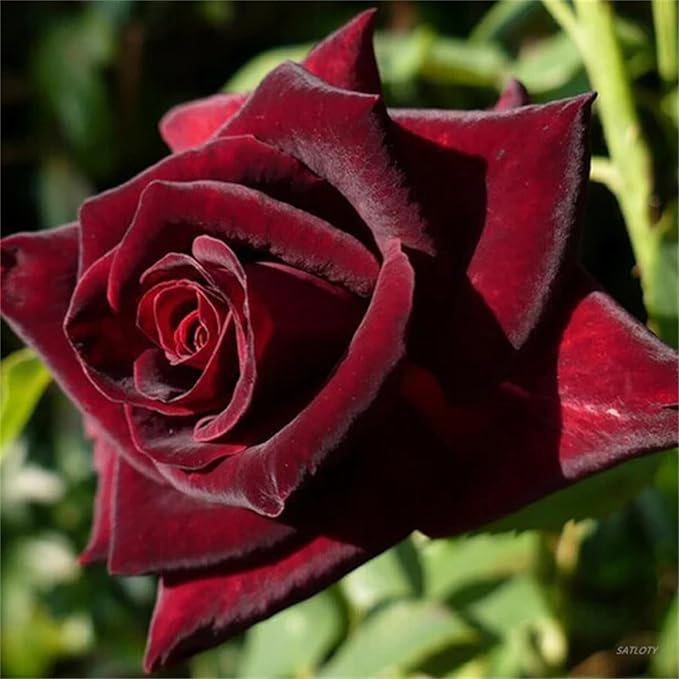 Chocolate Rose Rare Perennial Flower - for planting in home garden